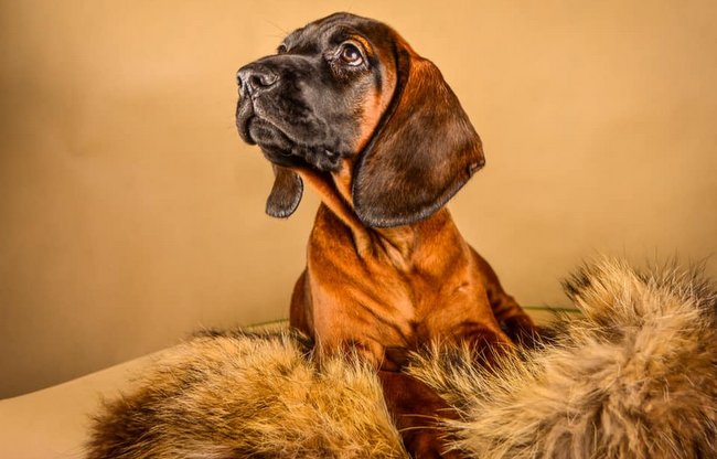 posokowiec bawarski charakterystyka i pielęgnacja