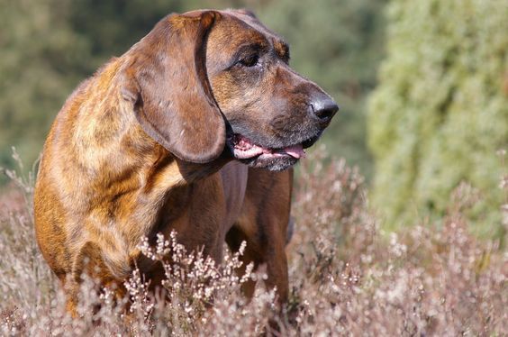 posokowic hanowerski charakterystyka i pielęgnacja