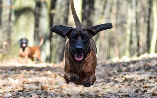 posokowiec bawarski charakterystyka i pielęgnacja