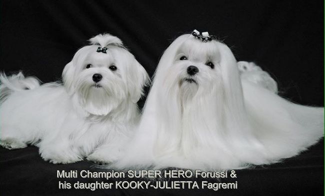 maltańczyk charakterystyka i pielęgnacja