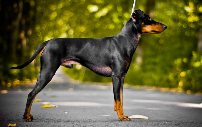 Manchester terrier charakterystyka i pielęgnacja