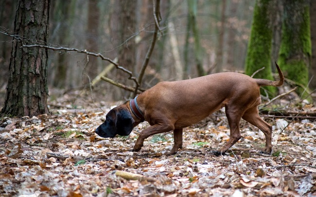 posokowiec bawarski charakterystyka i pielęgnacja