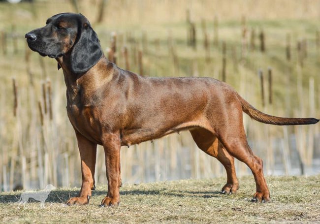 posokowiec bawarski charakterystyka i pielęgnacja