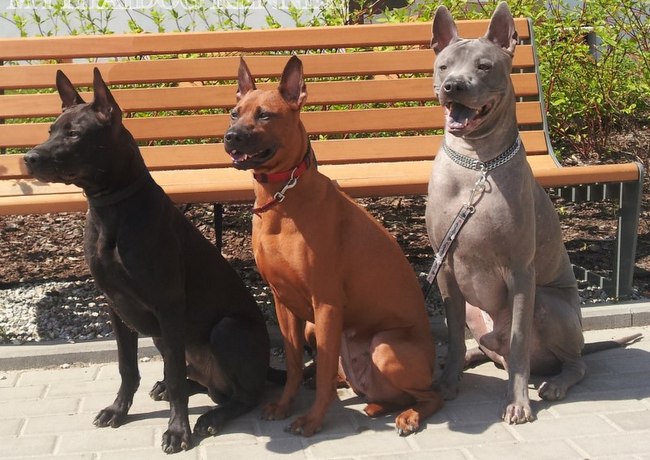 thai ridgeback charakterystyka i pielęgnacja