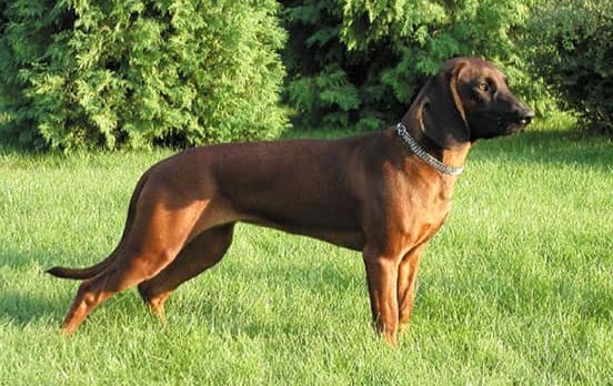 posokowiec bawarski charakterystyka i pielęgnacja