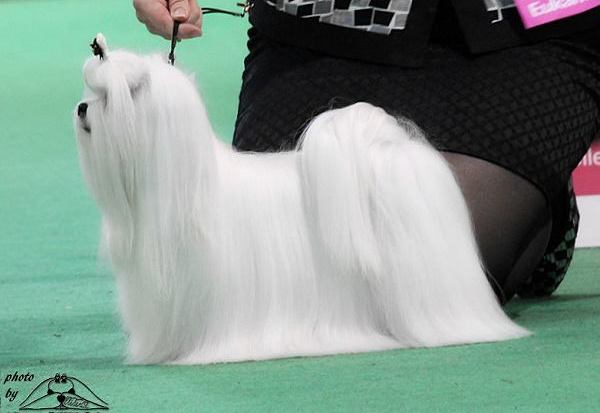 maltańczyk charakterystyka i pielęgnacja 