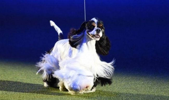 amerykański cocker spaniel charakterystyka i pielęgnacja