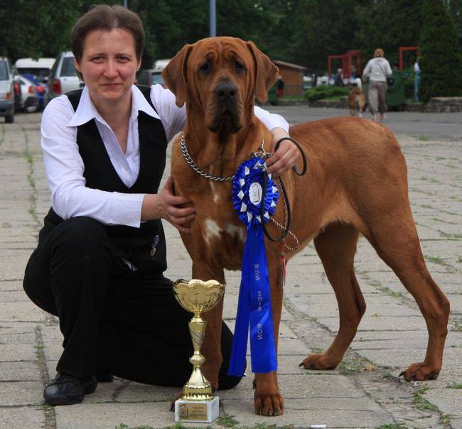 tosa inu charakterystyka i pielęgnacja 