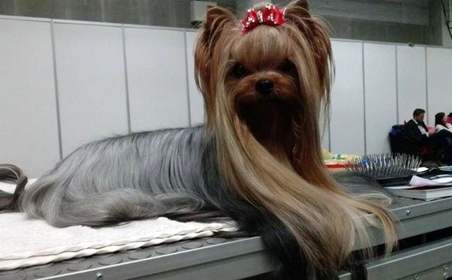 yorkshire charakterystyka i pielęgnacja 