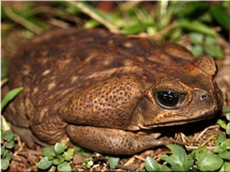Manchester terrier charakterystyka i pielegnacja