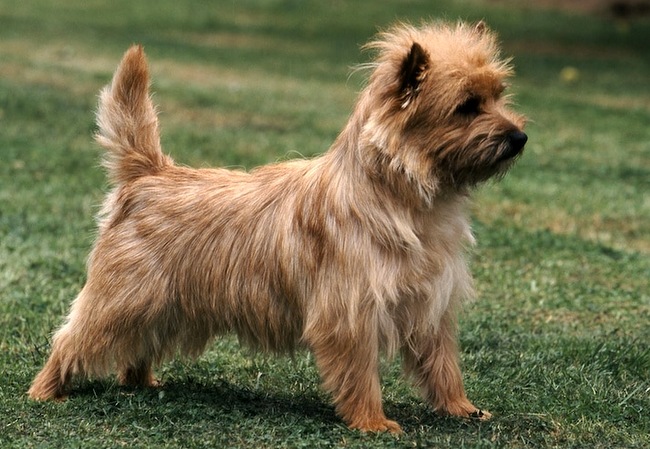 cairn terrier charakterystyka i pielęgnacja