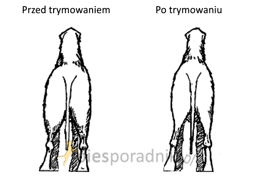 chart irlandzki charakterystyka i pielęgnacja