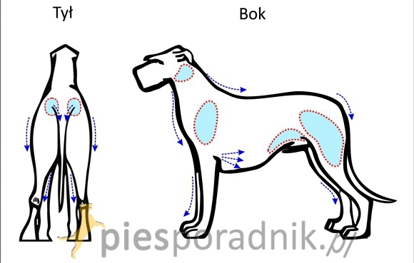 chart irlandzki charakterystyka i pielęgnacja