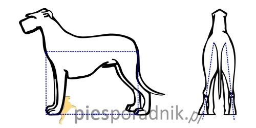 chart irlandzki charakterystyka i pielęgnacja