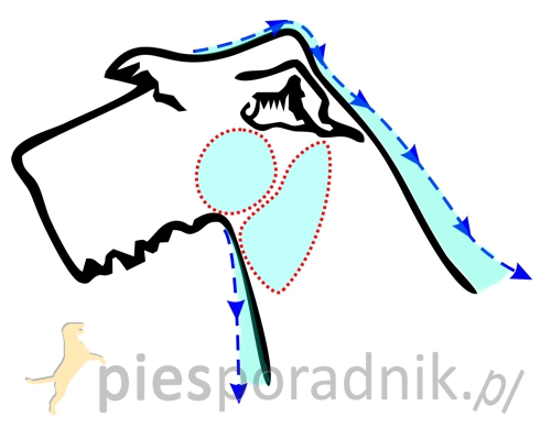 chart irlandzki charakterystyka i pielęgnacja