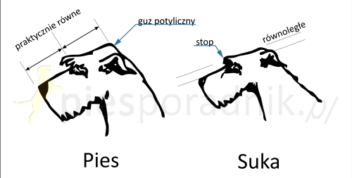chart irlandzki charakterystyka i pielęgnacja