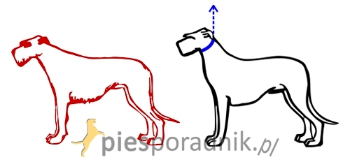 chart irlandzki charakterystyka i pielęgnacja