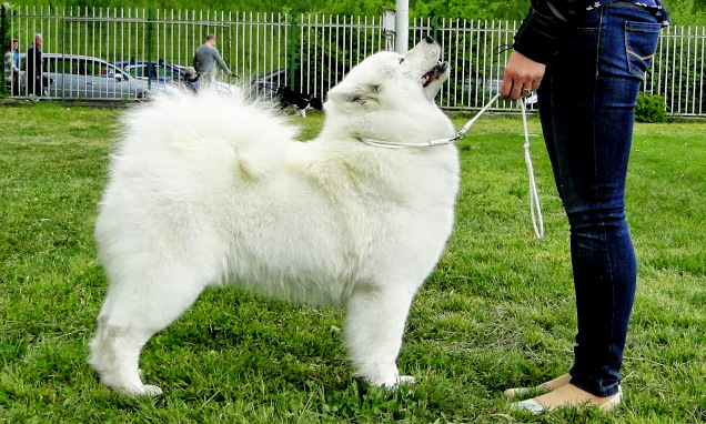 samoyed charakterystyka i pielęgnacja