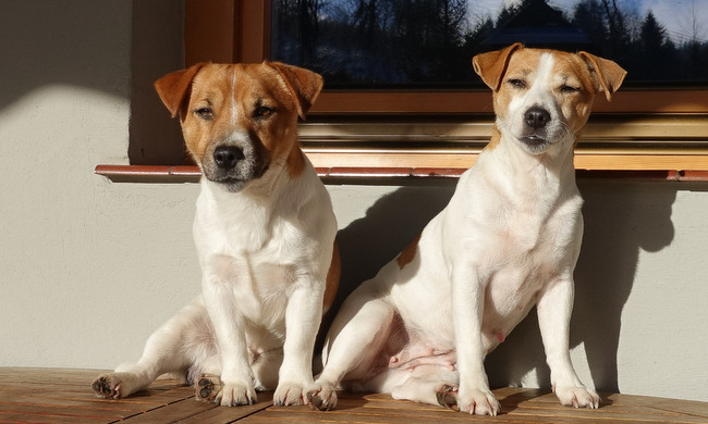 jack russel terier charakterystyka i pielęgnacja