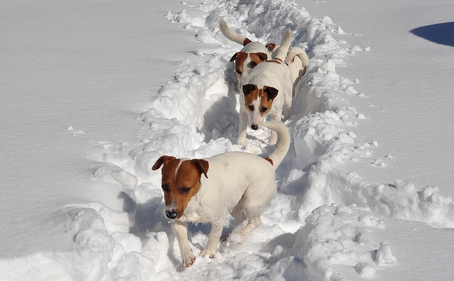 jack russel terier charakterystyka i pielęgnacja