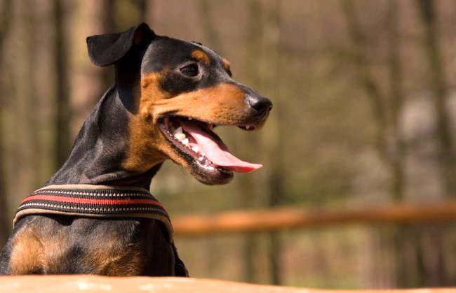 pinczer miniaturowy charakterystyka i pielęgnacja