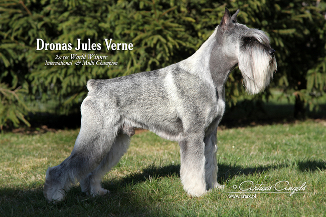 sznaucer średni charakterystyka i pielęgnacja