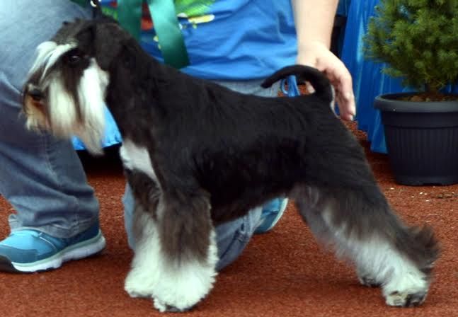 sznaucer charakterystyka i pielęgnacja