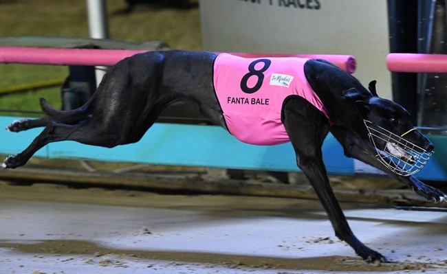 chart angielski greyhound charakterystyka i pielęgnacja