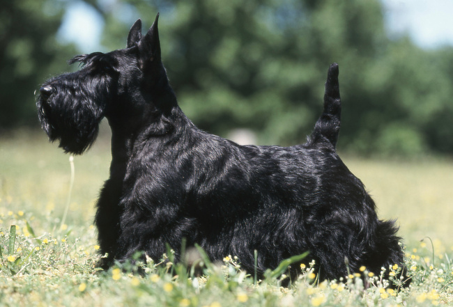 terier szkocki charakterystyka i pielęgnacja