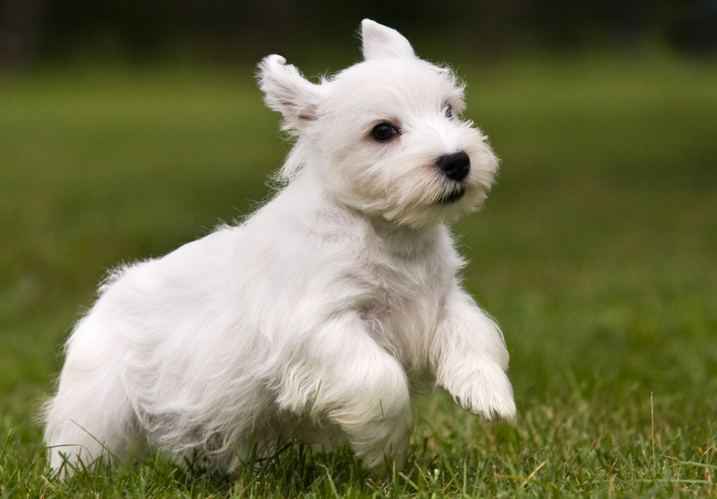sealyham terrier charakterystyka i pielęgnacja