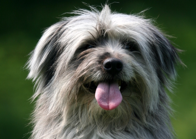 owczarek pirenejski charakterystyka i pielęgnacja