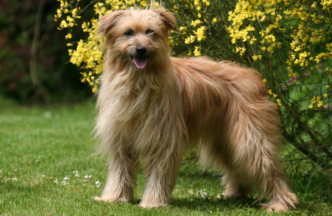 owczarek pirenejski charakterystyka i pielęgnacja