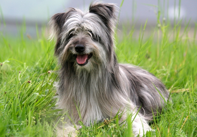 owczarek pirenejski charakterystyka i pielęgnacja