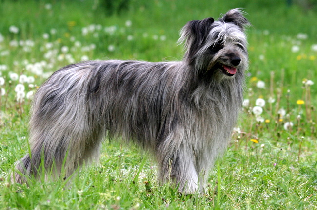 owczarek pirenejski charakterystyka i pielęgnacja