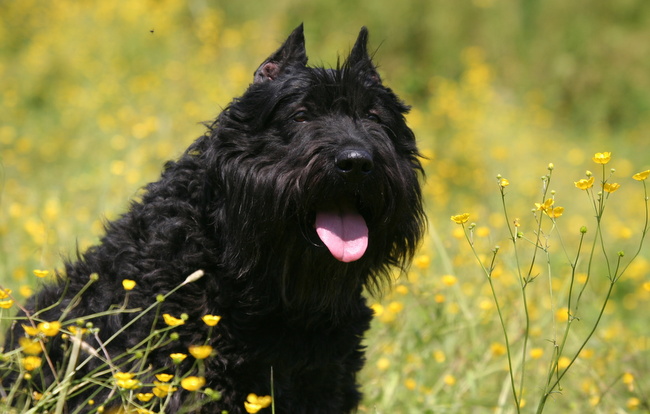 bouvier de Flandres charakterystyka i pielęgnacja