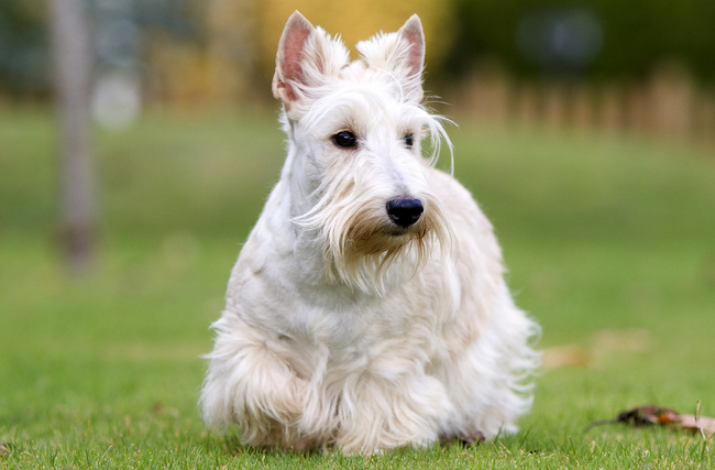terier szkocki charakterystyka i pielęgnacja