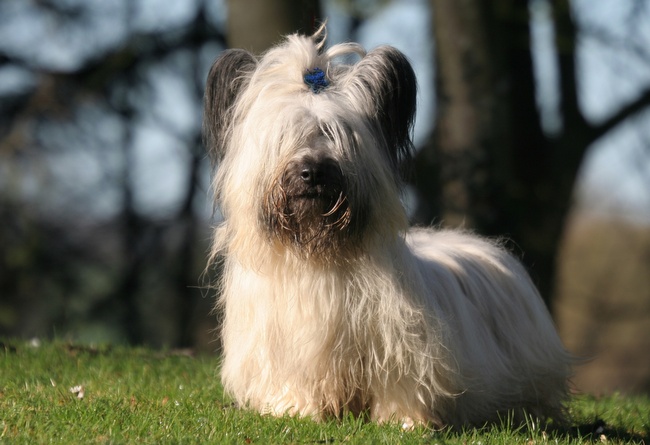 skye terrier charakterystyka i pielęgnacja