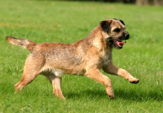 border terrier charakterystyka i pielęgnacja