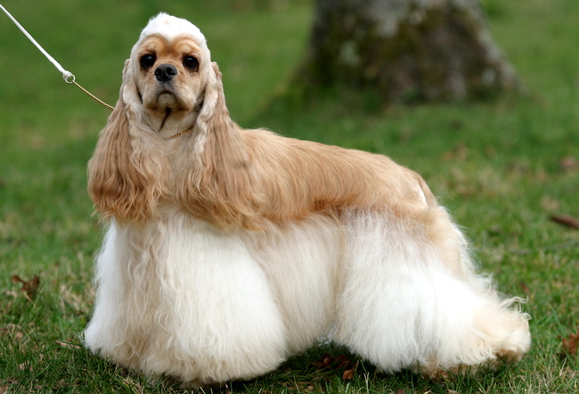 amerykański cocker spaniel charakterystyka i pielęgnacja