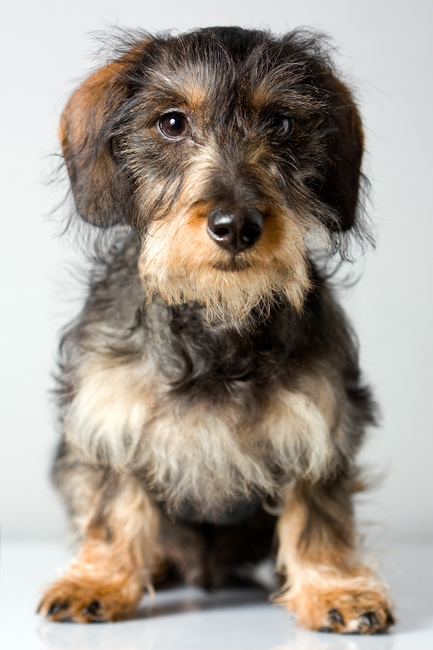 jamnik charakterystyka i pielęgnacja