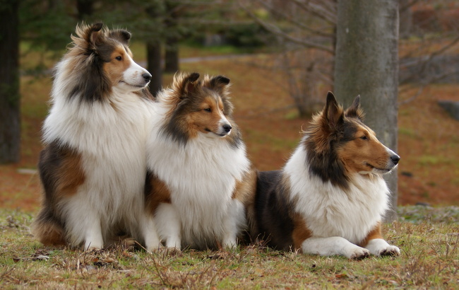 owczarek szetlandzki charakterystyka i pielęgnacja