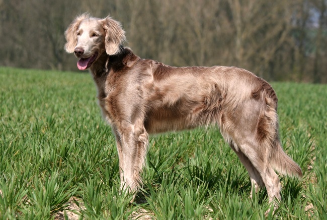 wyżeł weimarki charakterystyka i pielęgnacja 