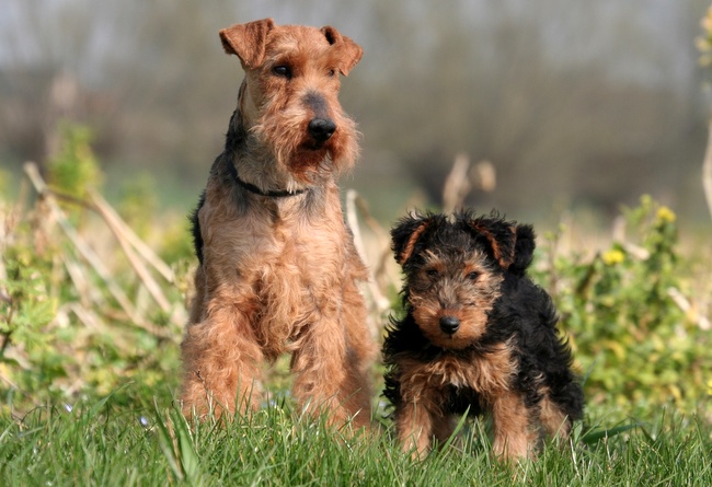 terier walijski charakterystyka i pielęgnacja