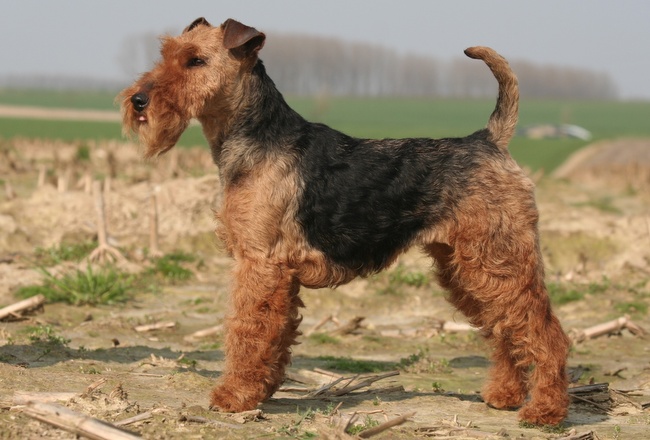 terier walijski charakterystyka i pielęgnacja