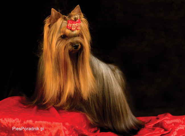 yorkshire charakterystyka i pielęgnacja 