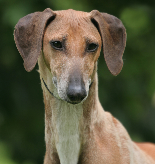 azawakh charakterystyka i pielęgnacja