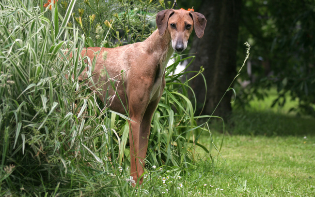 azawakh charakterystyka i pielęgnacja