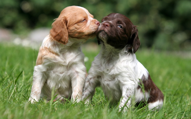 spaniel bretoński charakterystyka i pielęgnacja 