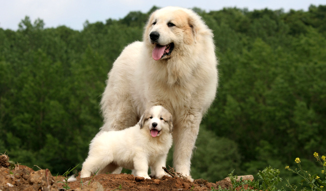 pirenejski pies górski charakterystyka i pielęgnacja 