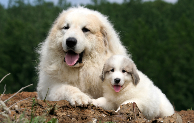 pirenejski pies górski charakterystyka i pielęgnacja